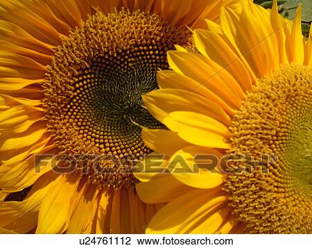 Stock Image -  Montpelier, VT, Vermont, Farmer's Market, Sunflowers. Fotosearch