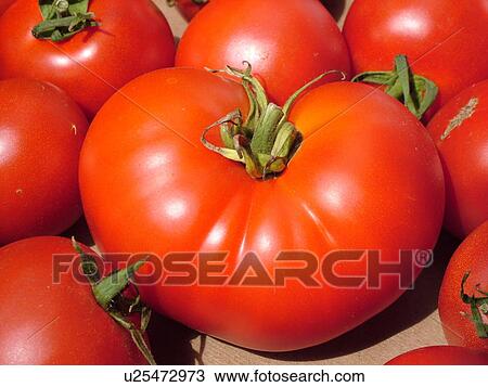 Montpelier, VT, Vermont, Farmer's Market, tomatoes View Large Photo Image Stock Image - Montpelier, VT, Vermont, Farmer's Market, tomatoes. Fotosearch