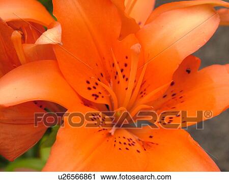 Montpelier, VT, Vermont, Farmer's Market, Orange Tiger Lily View Large Photo Image Stock Image - Montpelier, VT, Vermont, Farmer's Market, Orange Tiger Lily. Fotosearch