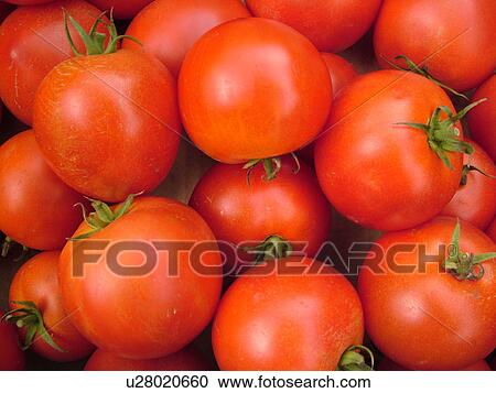 Montpelier, VT, Vermont, Farmer's Market, tomatoes View Large Photo Image Stock Image - Montpelier, VT, Vermont, Farmer's Market, tomatoes. Fotosearch