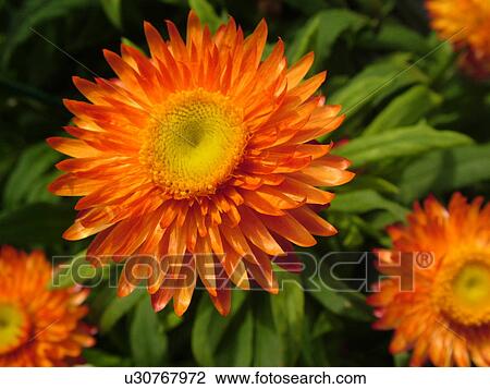 Stock Image -  Montpelier, VT, Vermont, Farmer's Market, fresh cut flowers, zinnias. Fotosearch