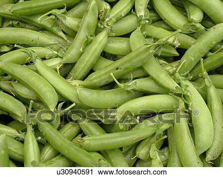 Montpelier, VT, Vermont, Farmer's Market, sugar snap peas View Large Photo Image Stock Image - Montpelier, VT, Vermont, Farmer's Market, sugar snap peas. Fotosearch