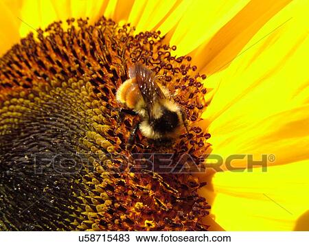 Stock Image -  Montpelier, VT, Vermont, Farmer's Market, Sunflower, bumblebee. Fotosearch