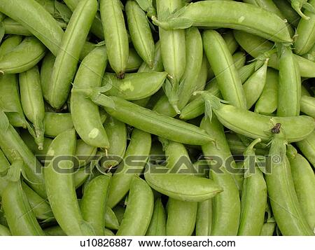 Montpelier, VT, Vermont, Farmer's Market, sugar snap peas View Large Photo Image Stock Photo - Montpelier, VT, Vermont, Farmer's Market, sugar snap peas. Fotosearch