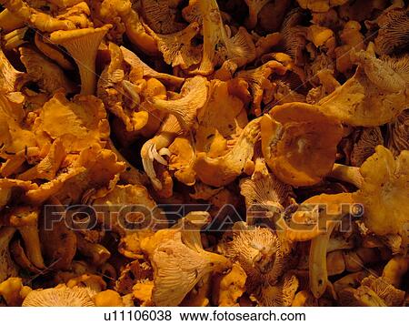 Montpelier, VT, Vermont, Farmer's Market, Chanterelle, Wild Mushrooms View Large Photo Image Stock Photo - Montpelier, VT, Vermont, Farmer's Market, Chanterelle, Wild Mushrooms. Fotosearch