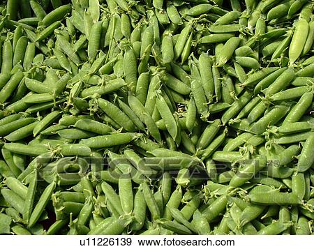 Stock Photo -  Montpelier, VT, Vermont, Farmer's Market, sugar snap peas. Fotosearch