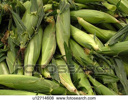 Stock Photo -  Montpelier, VT, Vermont, Farmer's Market, Corn, cobs. Fotosearch
