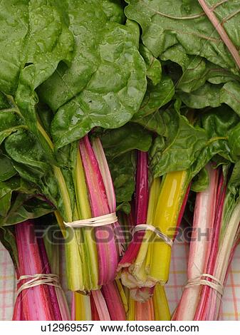 Stock Photo -  Montpelier, VT, Vermont, Farmer's Market, Rhubarb. Fotosearch