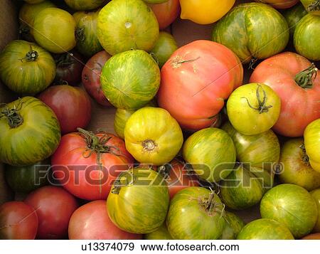 Montpelier, VT, Vermont, Farmer's Market, Tomatoes, green, red View Large Photo Image Stock Photo - Montpelier, VT, Vermont, Farmer's Market, Tomatoes, green, red. Fotosearch