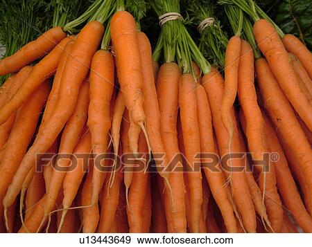 Montpelier, VT, Vermont, Farmer's Market, carrots, bunches View Large Photo Image Stock Photo - Montpelier, VT, Vermont, Farmer's Market, carrots, bunches. Fotosearch