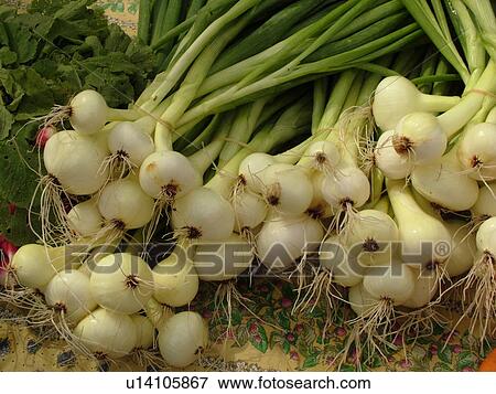 Stock Photo -  Montpelier, VT, Vermont, Farmer's Market, Scallions. Fotosearch