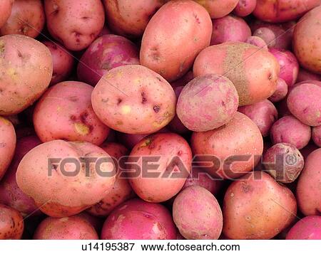 Montpelier, VT, Vermont, Farmer's Market, Red Potatoes View Large Photo Image Stock Photo - Montpelier, VT, Vermont, Farmer's Market, Red Potatoes. Fotosearch
