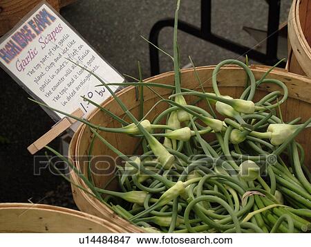Montpelier, VT, Vermont, Farmer's Market, Garlic Scapes View Large Photo Image Stock Photo - Montpelier, VT, Vermont, Farmer's Market, Garlic Scapes. Fotosearch