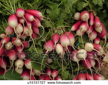 Stock Photo -  Montpelier, VT, Vermont, Farmer's Market, radishes. Fotosearch
