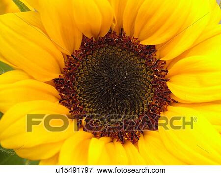 Stock Photo -  Montpelier, VT, Vermont, Farmer's Market, Sunflower. Fotosearch