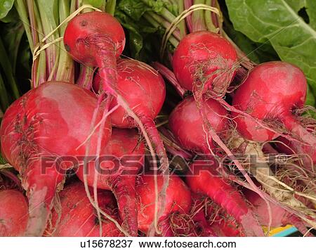 Stock Photo -  Montpelier, VT, Vermont, Farmer's Market, Baby Chioggia, beets, red. Fotosearch