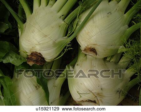 Stock Photo -  Montpelier, VT, Vermont, Farmer's Market, Fennel. Fotosearch