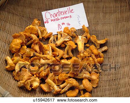 Montpelier, VT, Vermont, Farmer's Market, Chanterelle, Wild Mushrooms View Large Photo Image Stock Photo -  Montpelier, VT, Vermont, Farmer's Market, Chanterelle, Wild Mushrooms. Fotosearch