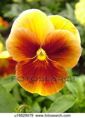 Montpelier, VT, Vermont, Farmer's Market, pansies, flowers View Large Photo Image Stock Photo - Montpelier, VT, Vermont, Farmer's Market, pansies, flowers. Fotosearch