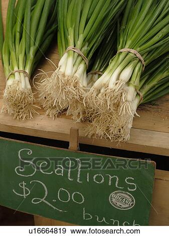 Montpelier, VT, Vermont, Farmer's Market, Scallions View Large Photo Image Stock Photo -  Montpelier, VT, Vermont, Farmer's Market, Scallions. Fotosearch