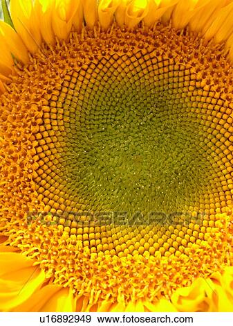 Stock Photo -  Montpelier, VT, Vermont, Farmer's Market, Sunflower. Fotosearch