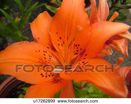 Montpelier, VT, Vermont, Farmer's Market, Orange Tiger Lily View Large Photo Image Stock Photo - Montpelier, VT, Vermont, Farmer's Market, Orange Tiger Lily. Fotosearch