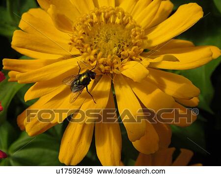 Montpelier, VT, Vermont, Farmer's Market, Zinnias, fresh cut flowers, fly on a yellow flower View Large Photo Image Stock Photo - Montpelier, VT, Vermont, Farmer's Market, Zinnias, fresh cut flowers, fly on a yellow flower. Fotosearch