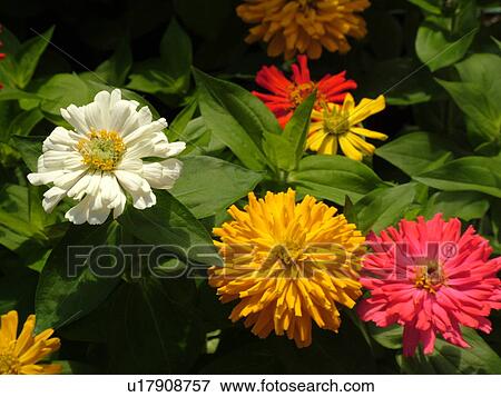 Stock Photo -  Montpelier, VT, Vermont, Farmer's Market, Zinnias, fresh cut flowers. Fotosearch