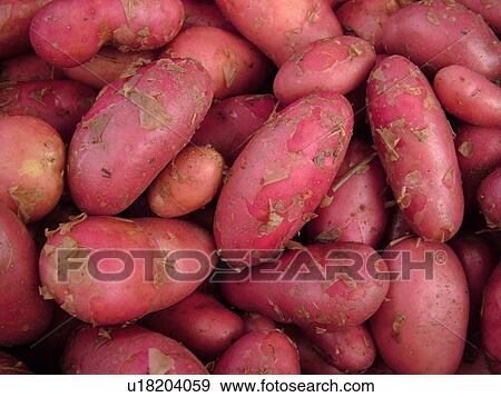 Montpelier, VT, Vermont, Farmer's Market, Red Potatoes View Large Photo Image Stock Photo - Montpelier, VT, Vermont, Farmer's Market, Red Potatoes. Fotosearch