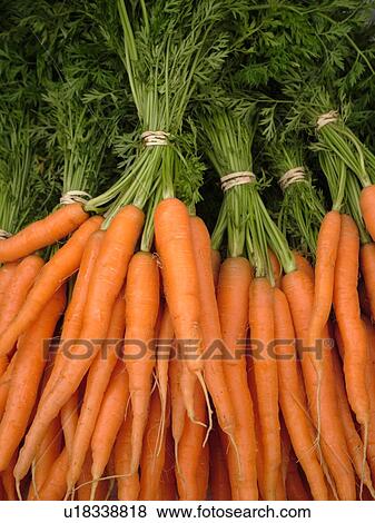 Montpelier, VT, Vermont, Farmer's Market, carrots, bunches View Large Photo Image Stock Photo - Montpelier, VT, Vermont, Farmer's Market, carrots, bunches. Fotosearch