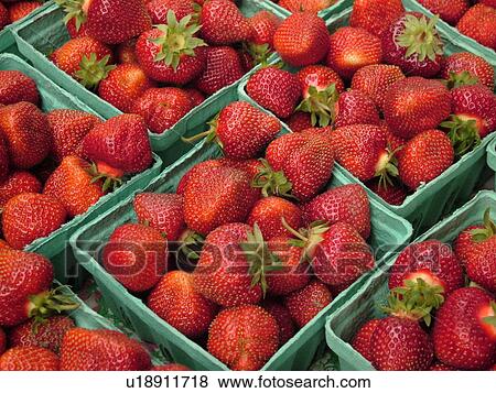 Montpelier, VT, Vermont, Farmer's Market, strawberries View Large Photo Image Stock Photo - Montpelier, VT, Vermont, Farmer's Market, strawberries. Fotosearch