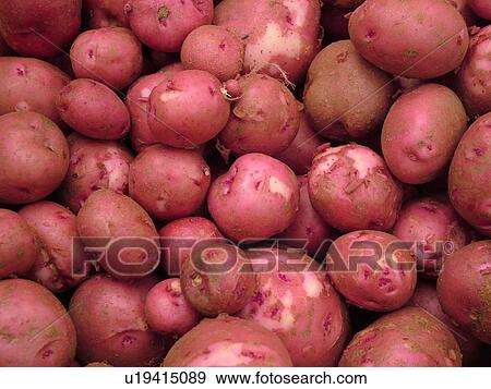 Montpelier, VT, Vermont, Farmer's Market, Red Potatoes View Large Photo Image Stock Photo - Montpelier, VT, Vermont, Farmer's Market, Red Potatoes. Fotosearch