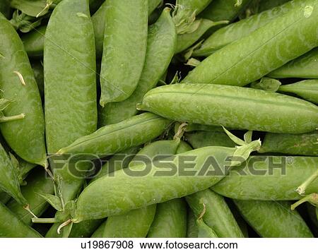 Stock Photo -  Montpelier, VT, Vermont, Farmer's Market, shell peas. Fotosearch