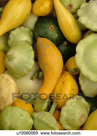 Stock Photo -  Montpelier, VT, Vermont, Farmer's Market, Summer Yellow Squash, Patty Pam. Fotosearch