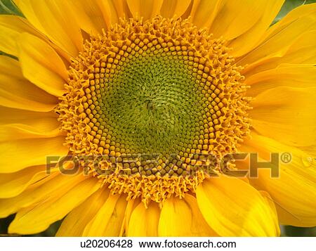Stock Photo -  Montpelier, VT, Vermont, Farmer's Market, Sunflower. Fotosearch
