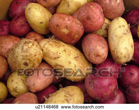 Montpelier, VT, Vermont, Farmer's Market, Potatoes View Large Photo Image Stock Photo - Montpelier, VT, Vermont, Farmer's Market, Potatoes. Fotosearch