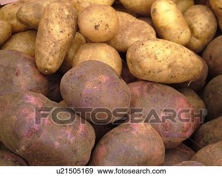 Montpelier, VT, Vermont, Farmer's Market, Potatoes View Large Photo Image Stock Photo - Montpelier, VT, Vermont, Farmer's Market, Potatoes. Fotosearch