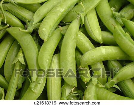 Montpelier, VT, Vermont, Farmer's Market, sugar snap peas View Large Photo Image Stock Photo - Montpelier, VT, Vermont, Farmer's Market, sugar snap peas. Fotosearch