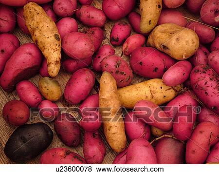 Montpelier, VT, Vermont, Farmer's Market, Potatoes View Large Photo Image Stock Photo - Montpelier, VT, Vermont, Farmer's Market, Potatoes. Fotosearch
