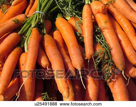 Montpelier, VT, Vermont, Farmer's Market, carrots, bunches View Large Photo Image Stock Photo - Montpelier, VT, Vermont, Farmer's Market, carrots, bunches. Fotosearch