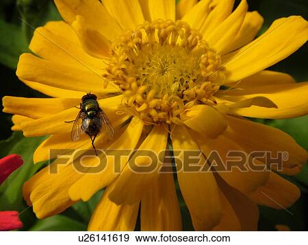 Stock Photo -  Montpelier, VT, Vermont, Farmer's Market, Zinnias, fresh cut flowers, fly on a yellow flower. Fotosearch
