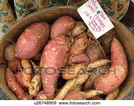 Montpelier, VT, Vermont, Farmer's Market, Sweet Potatoes View Large Photo Image Stock Photo - Montpelier, VT, Vermont, Farmer's Market, Sweet Potatoes. Fotosearch