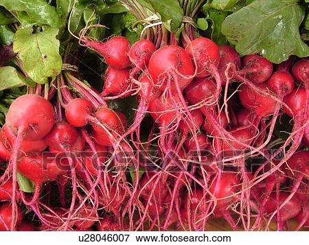Stock Photo -  Montpelier, VT, Vermont, Farmer's Market, Baby Chioggia, beets, red. Fotosearch