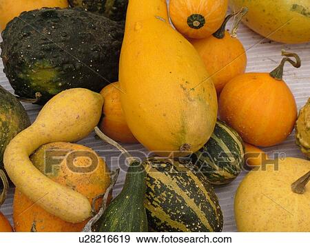 Stock Photo -  Montpelier, VT, Vermont, Farmer's Market, Summer Yellow Squash, Gourds. Fotosearch