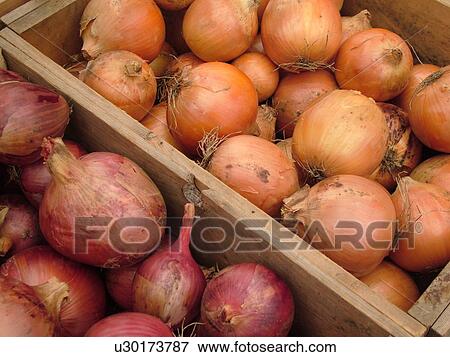 Stock Photo -  Montpelier, VT, Vermont, Farmer's Market, Onions. Fotosearch