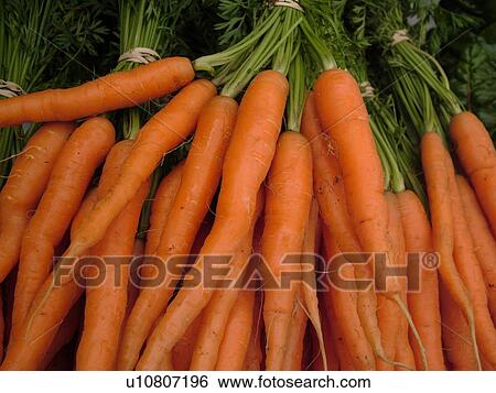 Stock Photograph -  Montpelier, VT, Vermont, Farmer's Market, carrots, bunches. Fotosearch