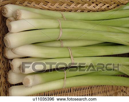 Montpelier, VT, Vermont, Farmer's Market, scallions View Large Photo Image Stock Photograph - Montpelier, VT, Vermont, Farmer's Market, scallions. Fotosearch