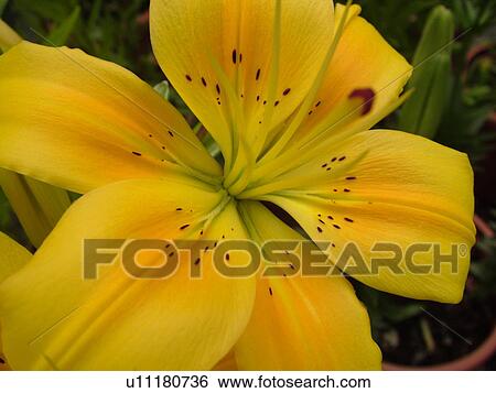 Stock Photograph -  Montpelier, VT, Vermont, Farmer's Market, Yellow Tiger Lily. Fotosearch