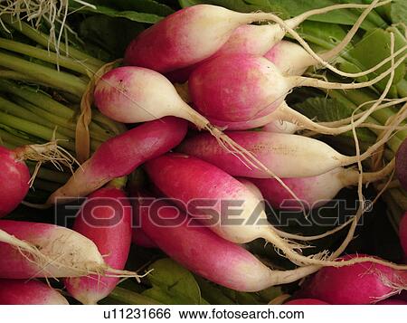 Stock Photograph -  Montpelier, VT, Vermont, Farmer's Market, radishes. Fotosearch