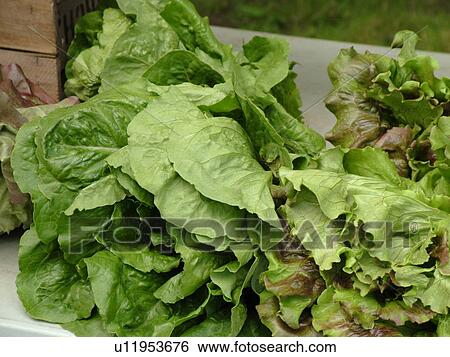 Stock Photograph -  Montpelier, VT, Vermont, Farmer's Market, Green Leaf Lettuce. Fotosearch